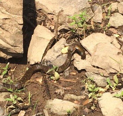 Water moccasin with its prey