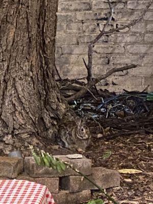 Bunny in the garden