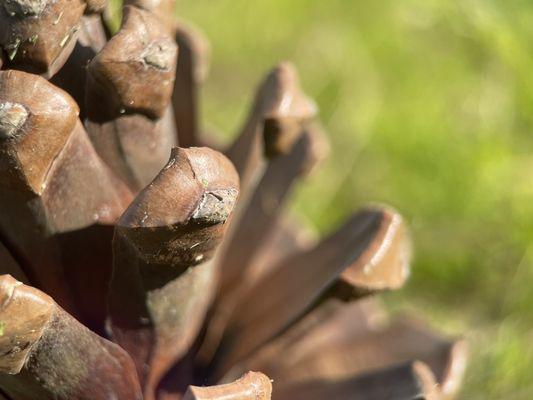 Pine Cone