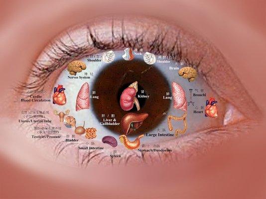 Eye and human organs mapping chart