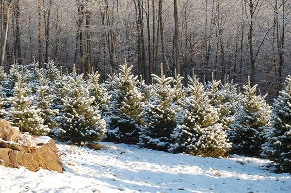 Christmas trees with snow