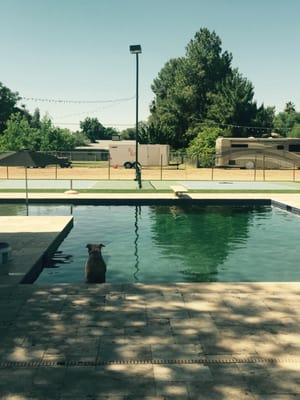 We install "NO CHEMICAL" pool setups that are safe for pets that use the pools as much as the owners.  Water has no Chlorine in it.