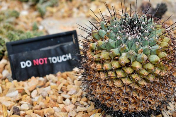 Cactus in the Cacti room