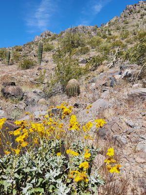 Wildflowers