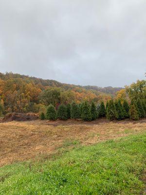 Mountainside nursery