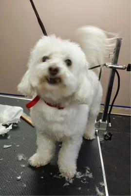 Dog Grooming with Fifi.  Fifi after a holistic wash and high velocity dry.