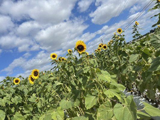 Sunflowers