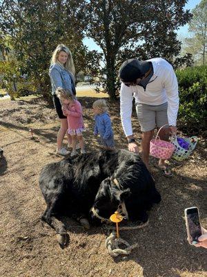 Our farm animal sampler package Petting zoo has a mini cow in it for petting, brushing and feeding.