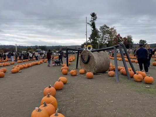 Fun pumpkin picking for the kids