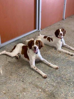 My dog and his friend he met at Camp Bow Wow