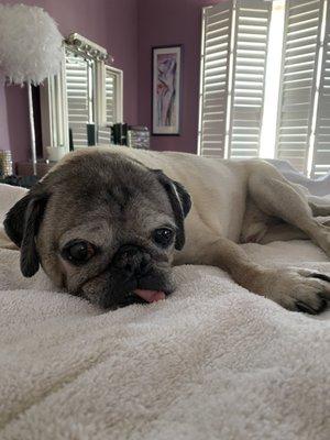 Romeo's last time he would relax on his bed before Dr Elizabeth gave him what he needed to go to the rainbow bridge... I miss you puppy boy