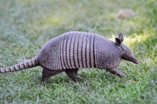 Armadillos can be pesky tearing through your yard and garden. Call Magic Pest and Lawn      for treatment options.