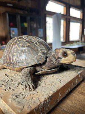 Turtle inside the barn