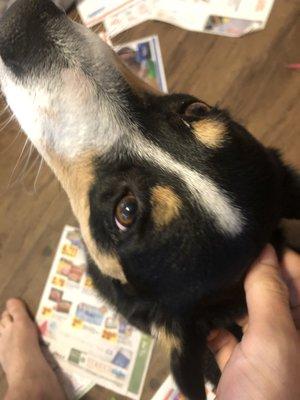 Eye boogers left on dog, image taken immediately post bath.