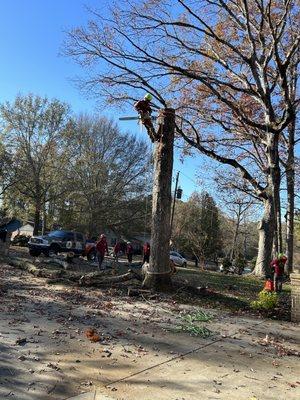 Tree removal process