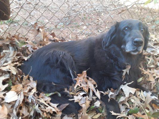 Enjoying the natural leaf bed Vicky girl.