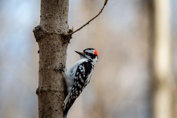 Fun fact of the day featuring the Downy Woodpecker! Did you know? The "downy" in the woodpecker's name refers to the soft, white feathers.