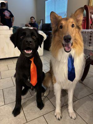 Wall-E (Black lab mix) and Milo (Rough Coat Collie) ready to clock in for their 9-5