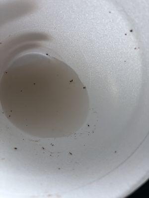 Bugs in horchata