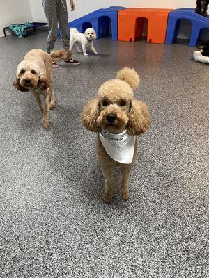 Newly groomed pup out in the play area!