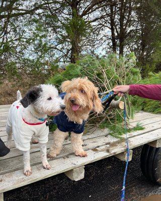 Puppies on the wagon with their freshly cut tree!!