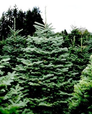 Noble Fir