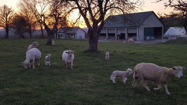 We raise sheep in addition to fresh vegetables