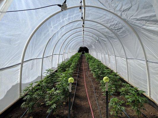 Greenhouse grown cannabis garden tours