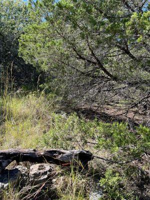 Wild Basin Wilderness Preserve