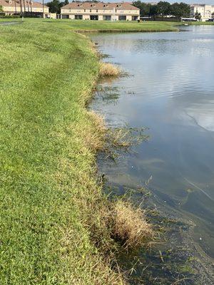 Our once beautiful lake turned into this. US Lawns does a horrible job but they still keep them.