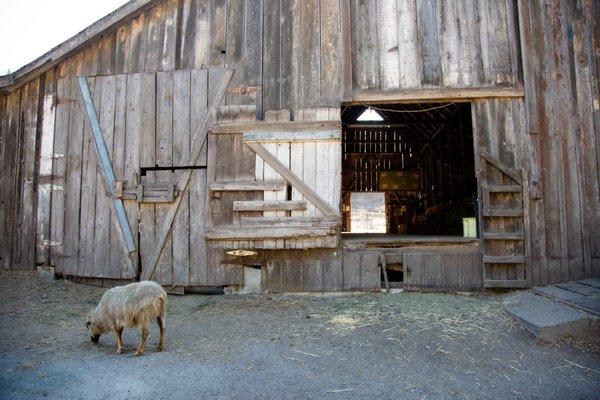 goat and barn