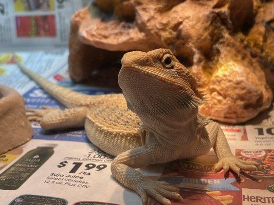 Apollo the Beardy