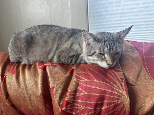 Malcolm M. Moody after eating his special kitty food purchased at Mud Bay.