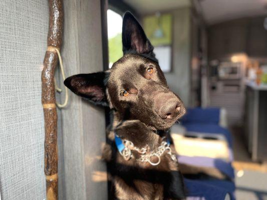 Dog going to vet