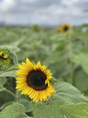 Sunflower fields