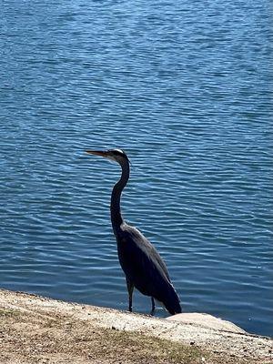 Rare Black Flamingo