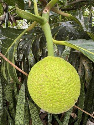 HUGE bread fruit across the street at Joes Nuts