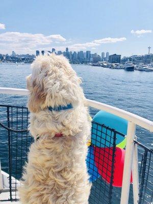 Puppy on a cruise!!! #HappySunday