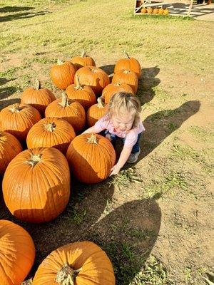 Denver Downs Farm