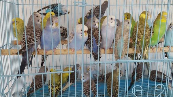 Parakeets