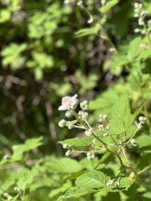 Blackberry blossom