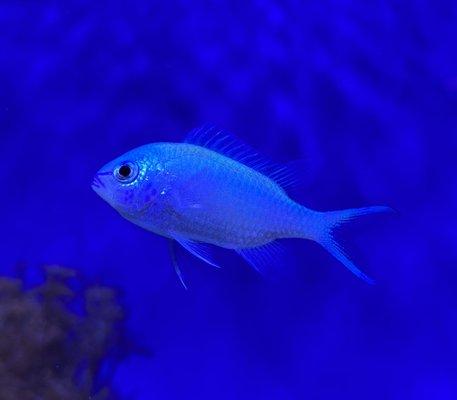 Green blue chromis fish