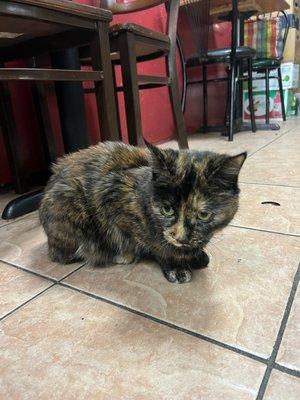 Shop cat, Zorro