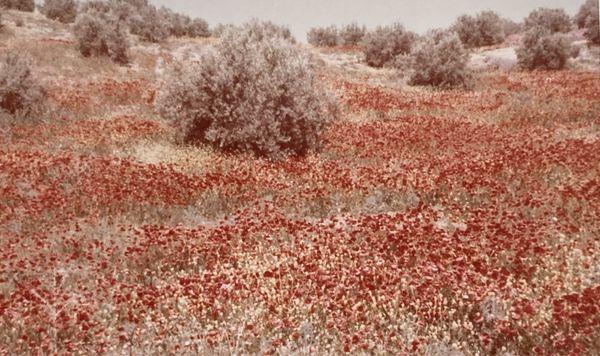 1976 A field of Wild Poppies, while we were en route in España. We were on the road, a lot on this trip! NYC.