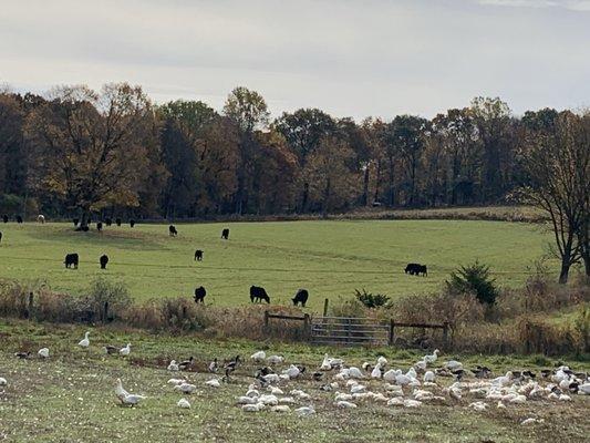 Black angus cattle Peking duck