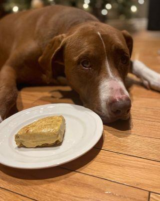 Sammy with the Pumpkin Spice Pup Scone