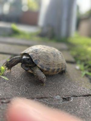 Female tortoise looking for her home