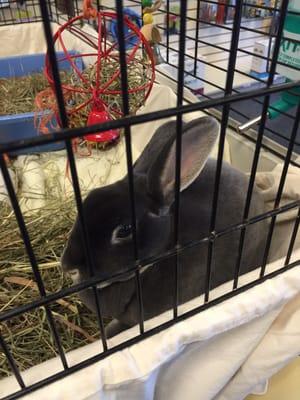 Look at this guy up for adoption!  They often have animals available for adoption from the Greater Portland Animal Refuge League