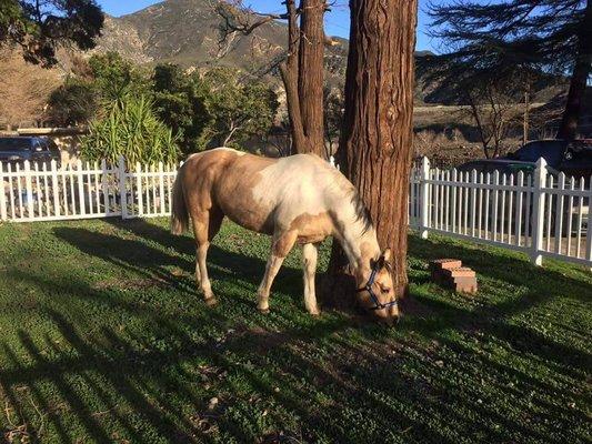 Bailey at Angels n Paws Rescue Ranch!