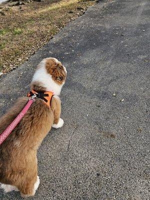 Honey pets cut ear